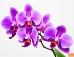 紫色花的蝴蝶兰叫什么