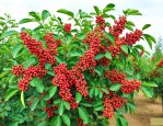 花椒树为什么不结花椒