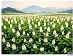 2025年金银花在哪里种植