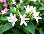 四季金银花苗多少钱一颗