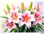 百合花的种子长在哪里