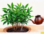 幸福树浇茶叶水好不好