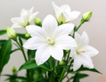 白色桔梗花多少钱一支
