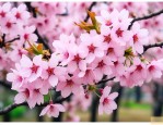 15公分日本晚樱价格