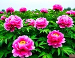 牡丹花苗哪里有卖及价格