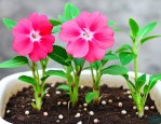 凤仙花种子可以水培吗
