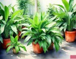 绿植养护费用怎么测算