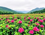 2025年杜鹃花病虫害防治