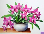 墨兰花怎么养才能开花