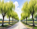2025年25公分垂柳报价