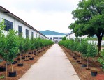福建漳州苗木批发市场