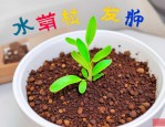 2025年种子发芽优秀作文