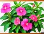 凤仙花怎么养才能更旺盛