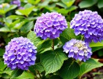 2025年绣球花需要掐尖吗