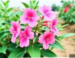 凤仙花传播种子的方法