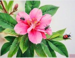 七叶一枝花治蚊虫叮咬