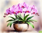 兰花要怎么养才养得好
