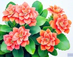 长寿花夏季的养护方法