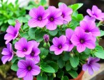 紫边碧玉花的养殖方法