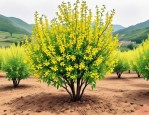 2025年黄芩怎么种植技术