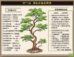 2025年秦岭树品种一览表