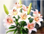 百合花是室内养还是室外养