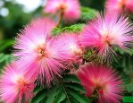 合欢花100克多少钱