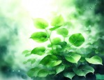 绿色植物的光合作用能吸收大量的什么
