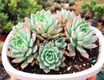 凌娟多肉植物养殖方法