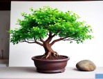 家里种小叶紫檀好不好