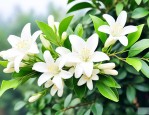 九里香开花不香的原因