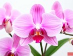 粉色蝴蝶兰花语和寓意