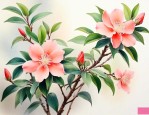 金枝玉叶花可以扦插吗