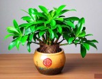 招财树可以水培吗怎么养