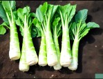 青笋是十字花科蔬菜吗