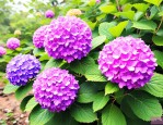 2025年绣球花在什么价位