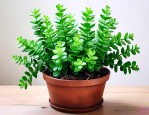 绿植钱串子的养殖方法