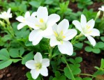 白花菜种子多少钱一斤