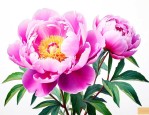 芍药花适合在哪里种植