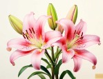 百合花属于不完全花吗