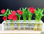 万年红水培植物怎么养