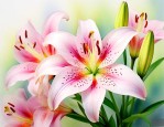 像百合花的花是什么花