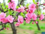 榆叶梅种子什么时候成熟