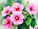 芙蓉花2024年价格
