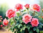 月季花怎样养护和浇水