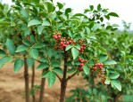 花椒树锈病用什么药好