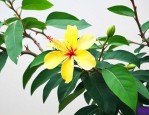 海南黄花梨种子怎么种
