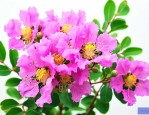 紫薇花开花谢了怎么办