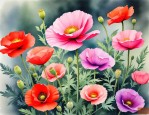 2025年虞美人花怎样种植