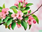 海棠花叶子枯萎怎么办